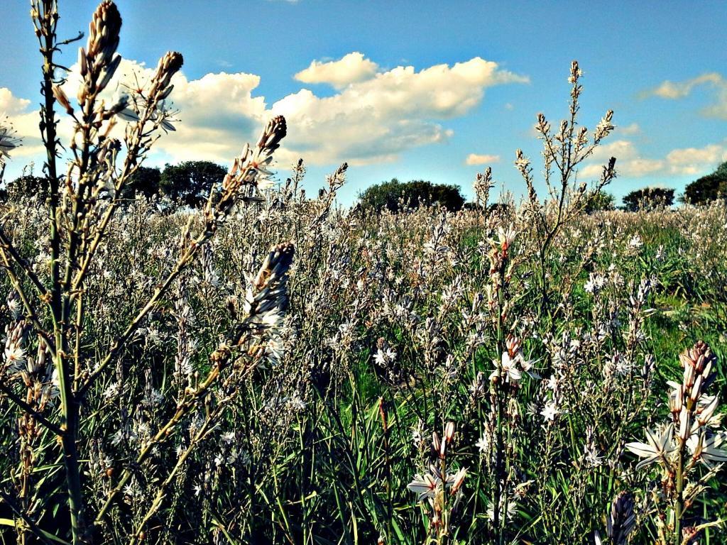 Agriturismo Pentuma Chiaramonti Bagian luar foto