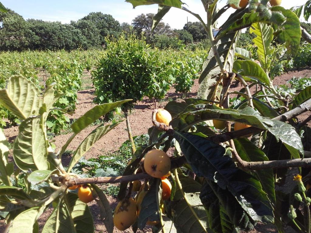 Agriturismo Pentuma Chiaramonti Bagian luar foto